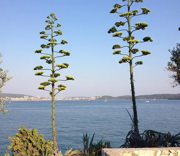 Calypso شقة تروغير