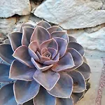 Apartman Calypso Trogir