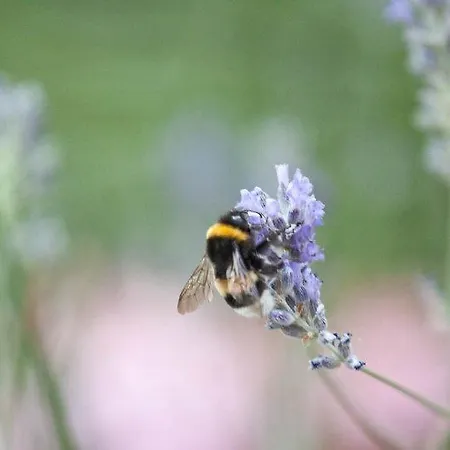 Апартаменты Calypso *