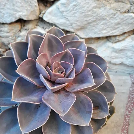 Апартаменты Calypso Трогир