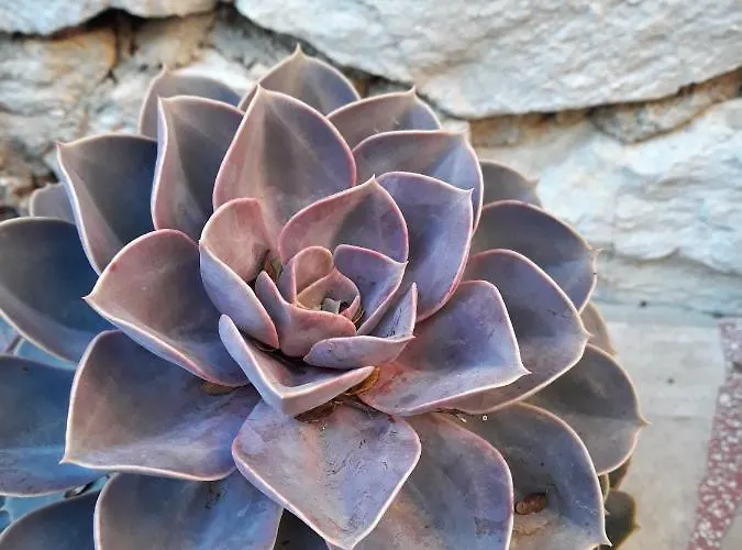 Appartement Calypso Trogir