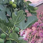 Apartment Calypso